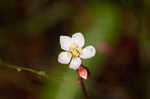 Pink sundew